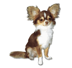 a cute chihuahua